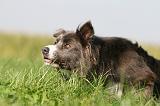 BORDER COLLIE 1414